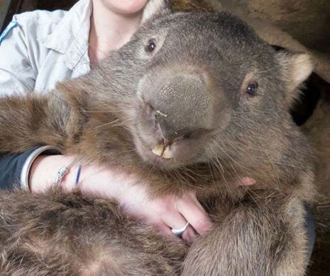 Nimeni nu-i poate rezista! Povestea lui PATRICK, cel mai bătrân wombat din lume | GALERIE FOTO