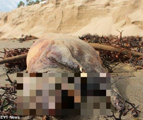 Nimeni NU ȘTIE ce e. O creatură BIZARĂ a fost descoperită pe plajă. Are corp de PORC și cap de LUP | FOTO