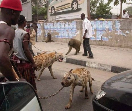 Numai în Africa se poate vedea aşa ceva. Animale lor de companie sunt fiare feroce | GALERIE FOTO