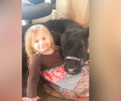 O fetiţă de cinci ani a rămas singură acasă şi şi-a luat vaca în bucătări.VIDEO FOARTE TANDRU