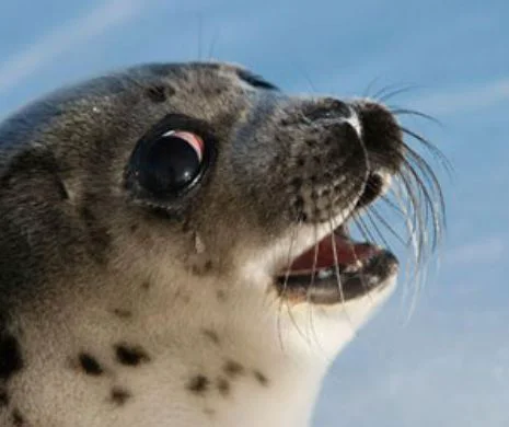 O focă găsită la 30 de km de mare