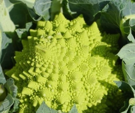 O nouă legumă face senzație printre pasionații de gătit: Romanesco – la jumătatea drumului dintre broccoli și conopidă