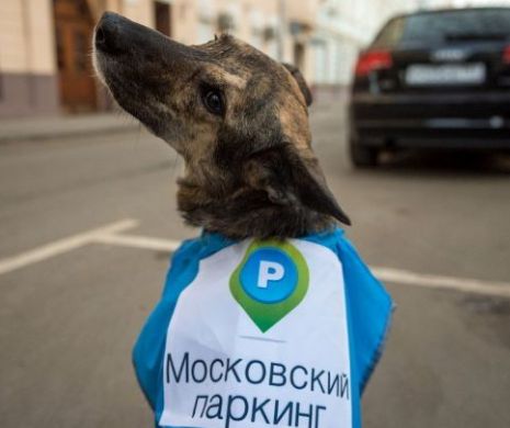 Poliția din MOSCOVA a angajat 10 CÂINI pentru a-i amenda pe șoferii care parchează ilegal | FOTO