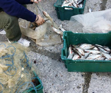 SLOGANUL COMUNIST „Nici o masă fără pește”, dat uitării. Suntem pe ultimul loc în UE!
