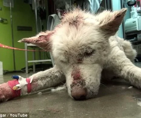 UIMITOAREA transformare a unui Husky găsit aproape mort la GUNOI, într-un câine sănătos şi fericit | GALERIE FOTO şi VIDEO