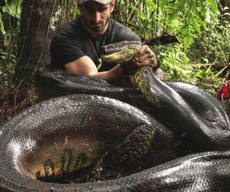 Un naturalist mâncat de anaconda, cea mai urmărită emisiune Discovery VIDEO