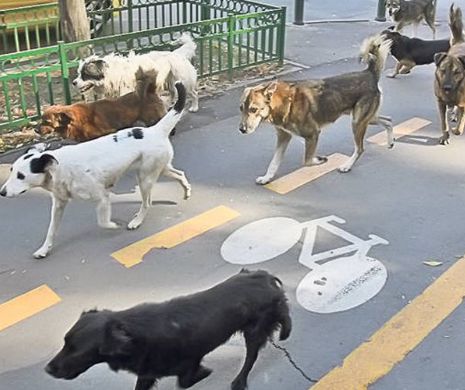 4.000 de maidanezi din 64.000 au rămas pe străzile Capitalei. Băncescu: 90% dintre câini adoptați în străinătate sunt folosiți în alte scopuri – testări medicale, zoofilie