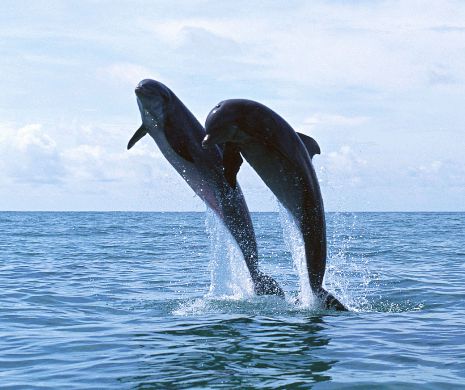 Delfinii din Marea Neagră, noua atracţie turistică a litoralului românesc!