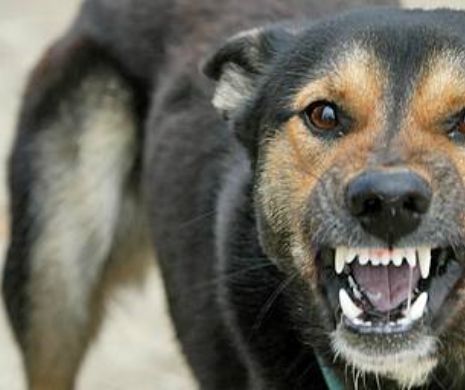 Stăpânul câinelui care a sfâşiat un copil la Dărmăneşti, trimis la închisoare pentru o tâlhărie