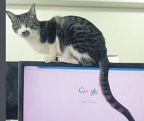 Terapie pufoasă. Japonezii alungă stresul cu pisici la locul de muncă