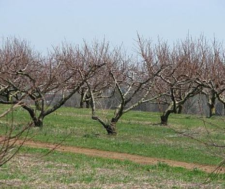 Afacerea care rodește: Cât te costă să-ți faci o livadă?