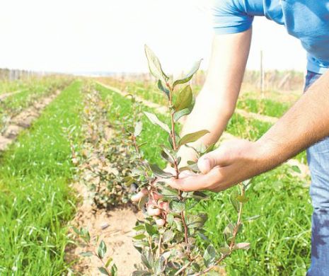 Agricultura ecologică prinde rădăcini și la noi