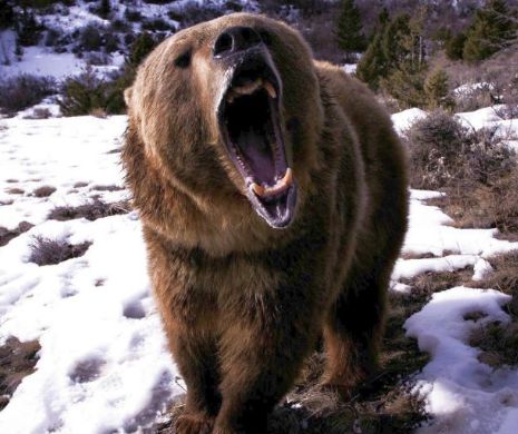 CLUJ. Trei muncitori forestieri atacați de un urs. UNUL este GRAV rănit