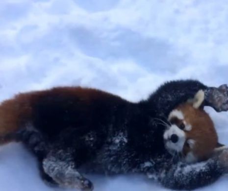 Cum reacționează doi Panda roșii când văd zăpadă | VIDEO amuzant