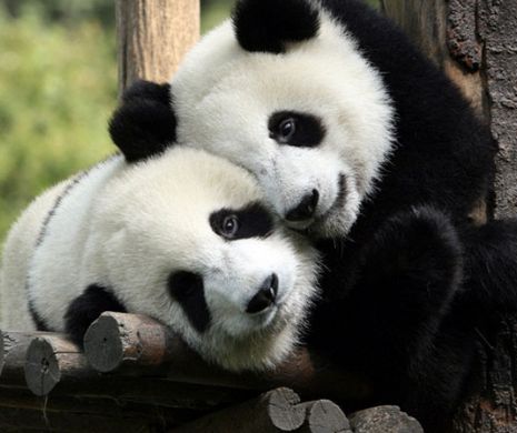Cum strănută un urs panda. Are peste 200 de milioane de vizualizări pe Youtube | VIDEO