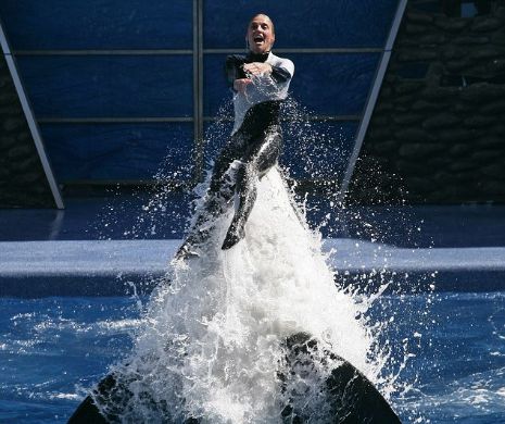 Incredibil: ORCA LOLITA şi-ar putea recăpăta libertatea