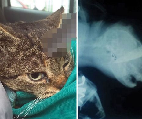 O pisică a reuşit să supravieţuiască trei zile cu un CUŢIT de bucătărie înfipt în cap. AVERTISMENT: Imaginile nu sunt recomandate persoanelor sensibile | FOTO şi VIDEO