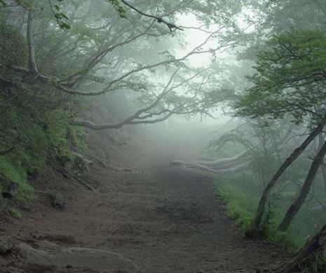Pădurea FERMECĂTOARE care ascunde un secret TULBURĂTOR. Ce păţesc oamenii care intră în ea | GALERIE FOTO