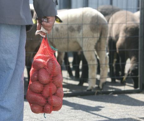 PATRU MILIARDE de euro pentru săracii Europei. România primește aproape jumătate de miliard pentru ajutoare alimentare și rechizite
