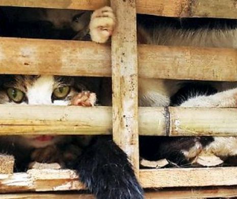 Pisici pentru CONSUM, îngropate de VII. Vietnamezii se dau în vânt după „Tigrișori”!
