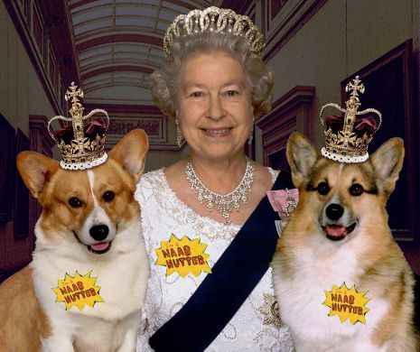 Povestea UIMITORILOR câini de la Buckingham Palace. De ce domnia lor se apropie de sfârşit | VIDEO