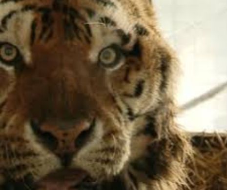 Uimitor: Cum a scăpat TIGRUL SANDOKAN de la grădina zoo din Galaţi de depresie