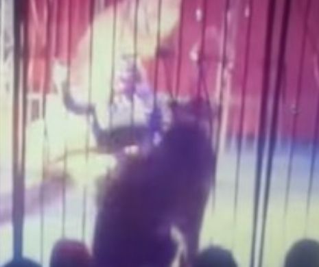 Un leu și-a atacat dresoarea în plin spectacol.VIDEO