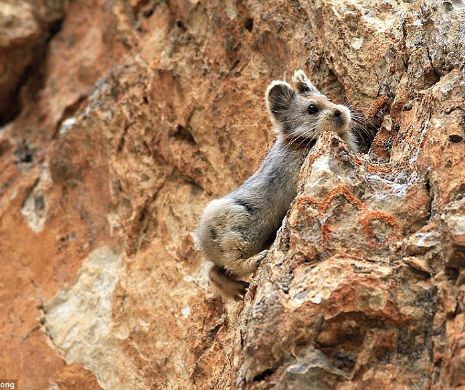 A fost văzut pentru prima oară în Munţii Tian Shan. Motivul exact care duce la dispariţia acestei specii nu este cunoscut | VIDEO