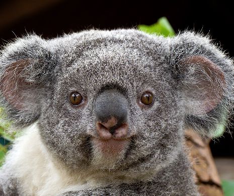Australia a EUTANASIAT sute de ursuleți Koala!