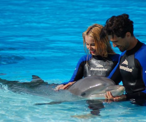 „Burlacul” le propune să înoate cu delfinii