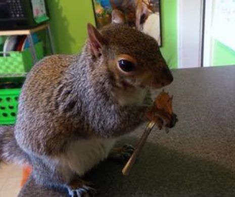 Cea mai STILATĂ veveriţă din lume. ADORABILA Wally mănâncă cu furculiţa | VIDEO