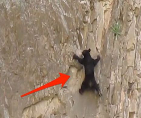 INCREDIBIL. Un pui de urs se caţără pe un perete abrupt de stâncă cu o viteză ameţitoare | VIDEO
