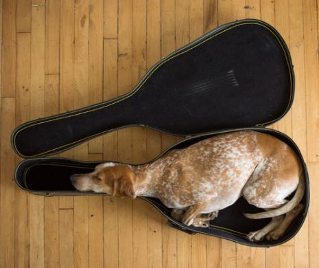 Pe unde se PITESC animale când vor să se relaxeze. Este incredibil în ce locuri se aşează confortabil | GALERIE FOTO