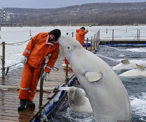 TANDREȚEA balenelor albe. Fotografii de o IREALĂ fumusețe surprinsă într-un centru de cercetare rus de pe coasta Pacificului