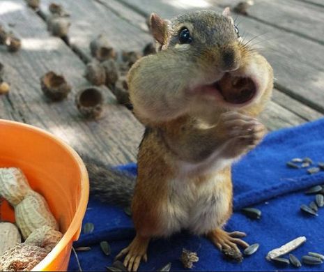 VIRAL. O veveriță îi amuză pe internauți cu exercițiile sale de înviorare