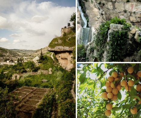 Aproape de Ierusalim: Extraordinarul tărâm al măslinilor şi viţei de vie | VIDEO