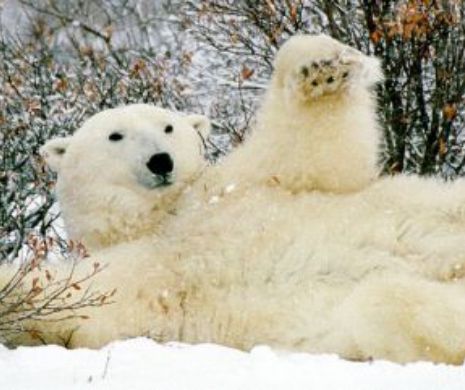 AVERTISMENT. Urșii polari ar putea dispărea din cauza încălzirii globale
