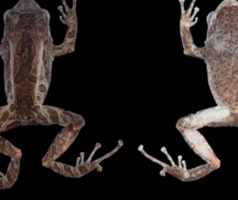 Cum arată broscuța care-și schimbă înfățișarea în câteva minute. A fost descoperită în Ecuador