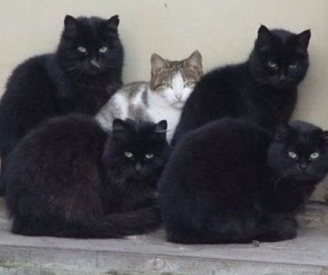 De ce sunt abandonate pisicile negre