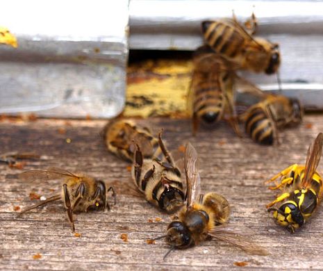 Dezastru în apicultură la Vaslui. O dezinsecţie făcută aiurea a ucis mii de albine