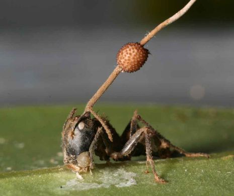Parazitul perfect: Această ciupercă poate controla mental furnicile, transformându-le în zombi