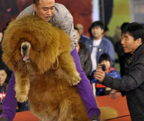 În China, Mastifii Tibetani, care anul trecut se vindeau cu MILIOANE de euro, ajung acum la ABATOR