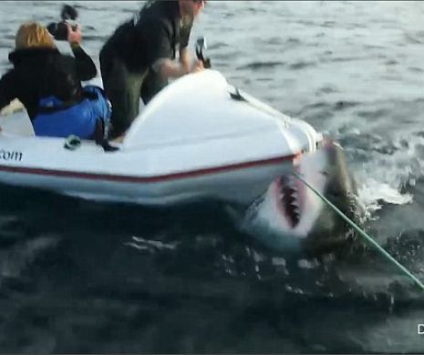 Momentul TERIFIANT în care un rechin alb a atacat o echipă de filmare aflată într-o barcă mică | VIDEO FOTO înspăimântător
