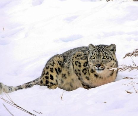 Pe urmele leoparzilor de zăpadă. Imagini impresionante cu felinele pe cale de DISPARIȚIE | Galerie foto