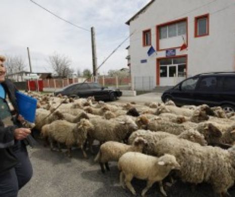 PROTEST cu 500 de oi în fața primăriei dintr-un sat buzoian