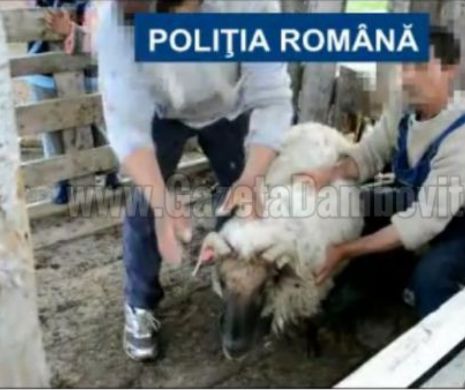 Şapte hoţi din Dâmboviţa au furat 140 de oi şi capre