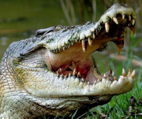 TRAGEDIE pe teren. Un crocodil a ATACAT un jucător de golf