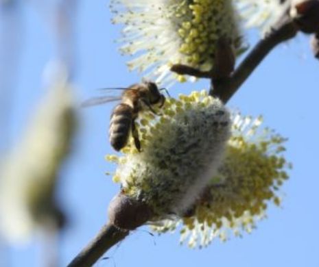Trucuri ca să scapi de alergia la polen