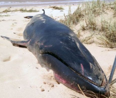 Un mamifer RAR a fost descoperit pe o plajă din Australia | FOTO