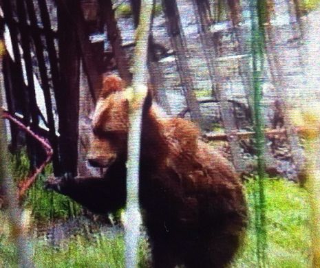 Un pui de urs a pus pe jar Sibiul: l-au hăituit cu petarde, reflectoare și un Saint Bernard